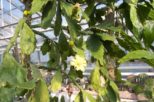 brasiliopuntia brasiliensis kw